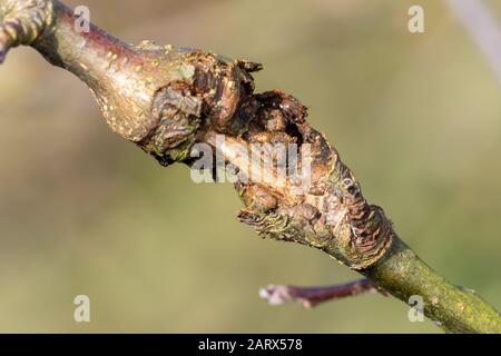 Primo piano di canker su un albero di mele Foto Stock