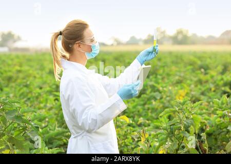 Ingegnere agricolo femminile che lavora sul campo Foto Stock