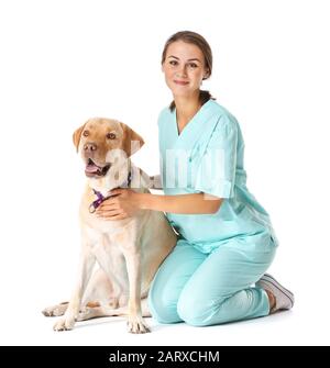 Veterinario con cute cane su sfondo bianco Foto Stock