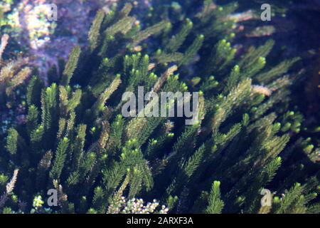 Nuova Zelanda alghe Foto Stock