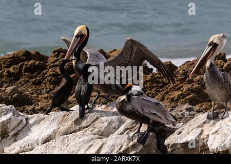 California Brown Pelican (Pelecanus occidentalis), atterrando sulla roccia; altri pellicani e cormorani marroni nelle vicinanze. Guardando la fotocamera. Foto Stock