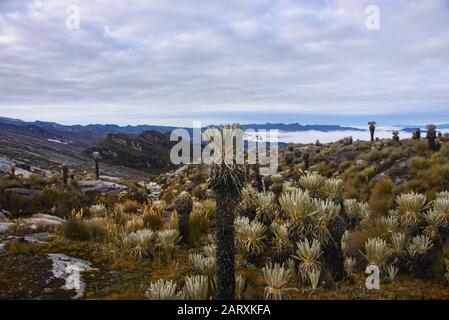 La bella al Parco Nazionale di El Cocuy, Boyaca, Colombia Foto Stock