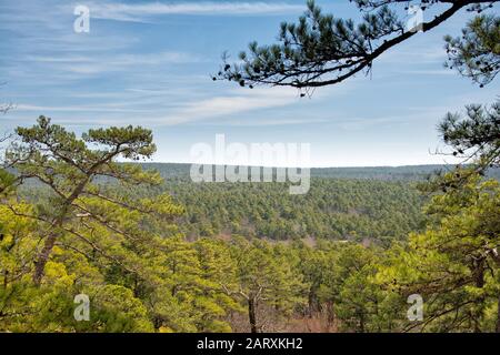 Vista soleggiata sulle cime degli alberi della pineta alla Robber's Cave, Oklahoma, in primavera molto presto Foto Stock