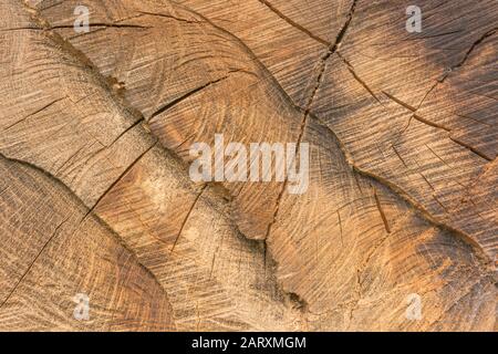 Spaccature, crepe e fessure nell'estremità segata della sezione trasversale dell'albero. Metafora fessure, spaccature, crepe apparendo, industria del legno. Legname, albero astratto Foto Stock