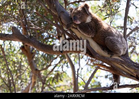 Assonnato koala selvatico orso riposante in mallee eucalipto albero in Australia del sud. Foto Stock
