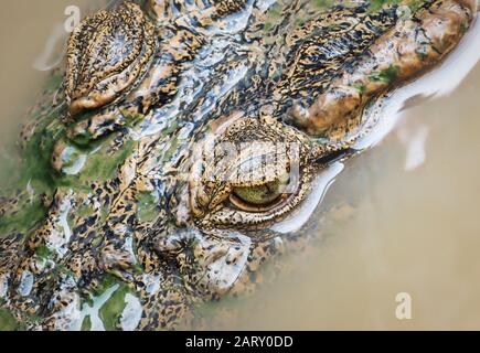 Veduta aerea di dettaglio della testa di coccodrillo verde marrone con gli occhi nel lago Tonle Sap, Cambogia Foto Stock