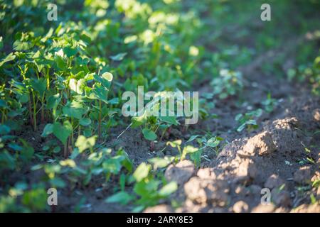 Coltivazione del grano saraceno per l'apicoltura e la produzione di porridge. Grano saraceno, Fagopirum esculentum, grano saraceno giapponese e argentato sul campo. Nursel di primo piano Foto Stock