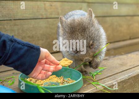 Closeup di un simpatico wombat joey, Vombatus ursus, mangiare dalla mano dell'uomo. Alimentazione wombat all'aperto. Il wombat è un marsupiale erbivoro. Foto Stock