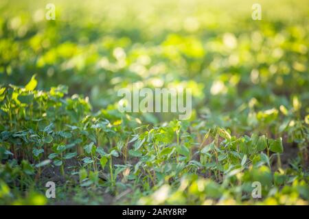 Coltivazione del grano saraceno per l'apicoltura e la produzione di porridge. Grano saraceno, Fagopirum esculentum, grano saraceno giapponese e argentato sul campo. Nursel di primo piano Foto Stock