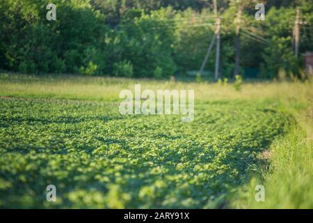 Coltivazione del grano saraceno per l'apicoltura e la produzione di porridge. Grano saraceno, Fagopirum esculentum, grano saraceno giapponese e argentato sul campo. Nursel di primo piano Foto Stock