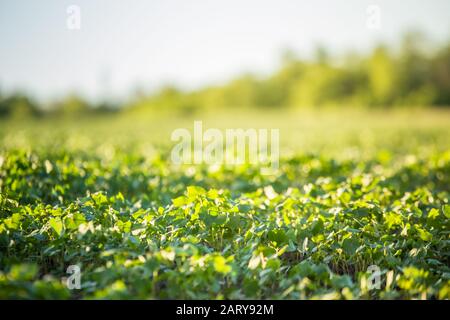 Coltivazione del grano saraceno per l'apicoltura e la produzione di porridge. Grano saraceno, Fagopirum esculentum, grano saraceno giapponese e argentato sul campo. Nursel di primo piano Foto Stock