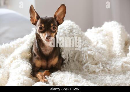 Carino cane giocattolo terrier sdraiato a letto Foto Stock