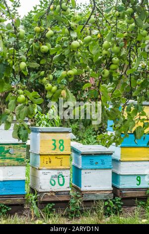 numero di alveari sullo sfondo di rami di meli con mele verdi. Paseka con api al miele in giardino. Foto Stock