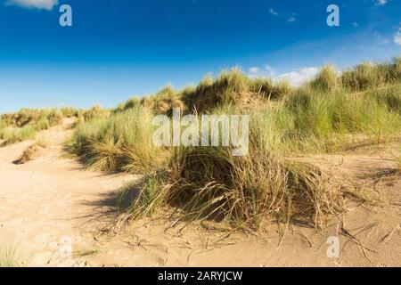 Marram Grass sulle dune di Holkham, Norfolk, Regno Unito Foto Stock