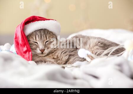 Carino gatto divertente in Santa cappello sdraiato su morbido plaid Foto Stock