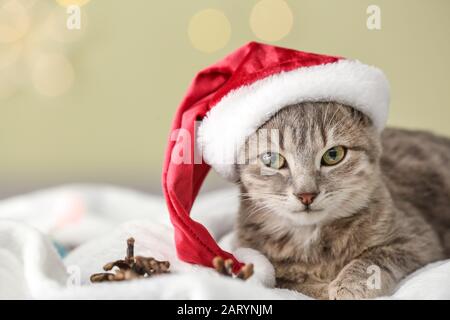 Carino gatto divertente in Santa cappello sdraiato su morbido plaid Foto Stock