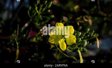 I fiori di albicocca nel giardino si preparano ad accogliere il tradizionale Tet Foto Stock