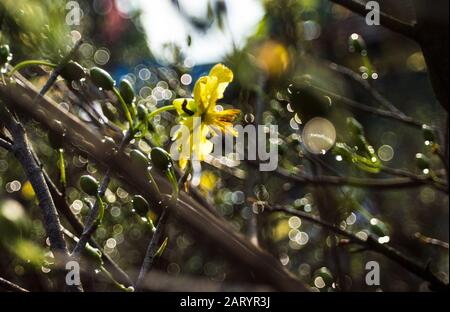 I fiori di albicocca nel giardino si preparano ad accogliere il tradizionale Tet Foto Stock