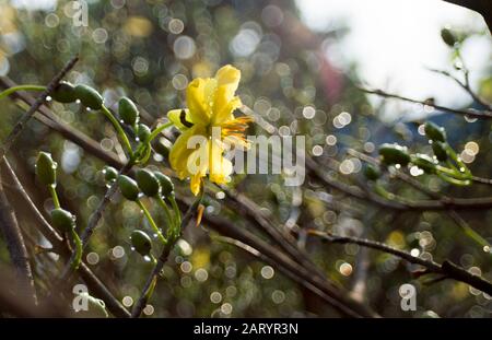 I fiori di albicocca nel giardino si preparano ad accogliere il tradizionale Tet Foto Stock