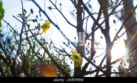 I fiori di albicocca nel giardino si preparano ad accogliere il tradizionale Tet Foto Stock