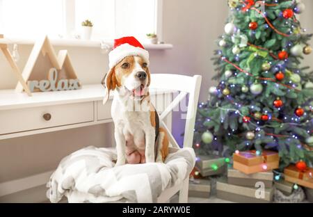 Carino cane con Babbo Natale in camera decorata per Natale Foto Stock