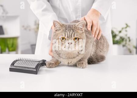 Groomer con gatto simpatico carino in salone Foto Stock