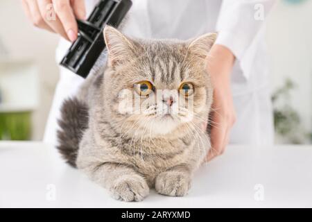 Groomer spazzolatura cute gatto divertente nel salone Foto Stock