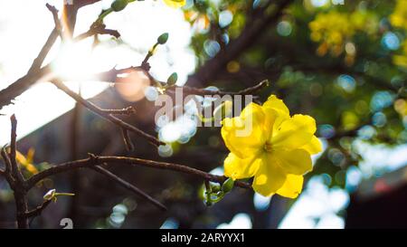I fiori di albicocca nel giardino si preparano ad accogliere il tradizionale Tet Foto Stock