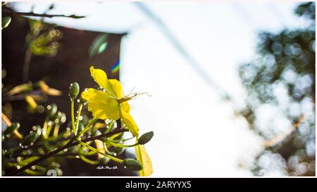 I fiori di albicocca nel giardino si preparano ad accogliere il tradizionale Tet Foto Stock