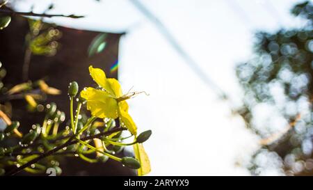 I fiori di albicocca nel giardino si preparano ad accogliere il tradizionale Tet Foto Stock
