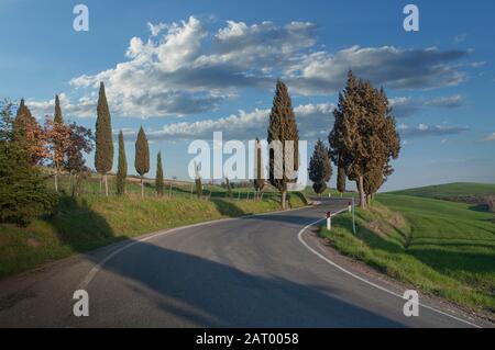 Cipressi su strada in Toscana, Italia Foto Stock