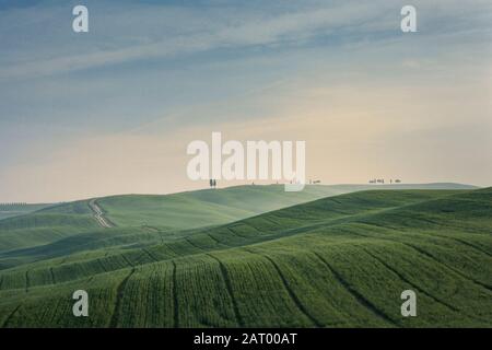 Alberi in collina in Toscana Foto Stock