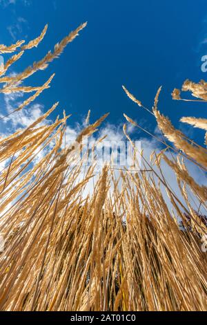 Getto ad angolo basso di erba marrone Foto Stock
