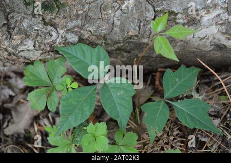 Poison Ivy Foto Stock