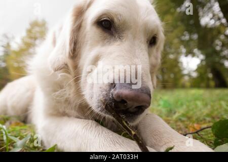 Beagle Foto Stock