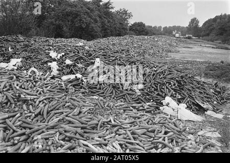 Dripped cetrioli e pomodori a discarica Bleiswijk Data: 11 luglio 1984 luogo: Bleiswijk Parole Chiave: Discariche, aste Foto Stock