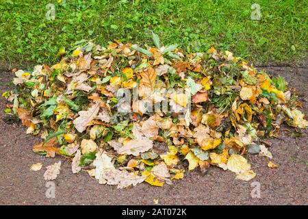 Cumulo di foglie di alberi decidui verdi, gialli e marroni caduti sul sentiero della ghiaia in autunno Foto Stock