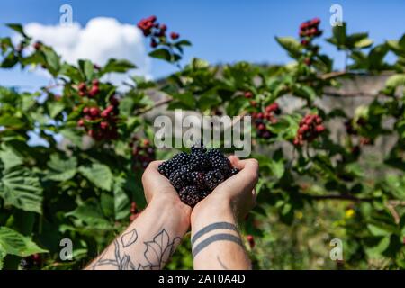 fuoco selettivo e colpo di primo piano di una manciata di frutti di more nero fresco maturo sulle mani tatuate contro lo sfondo di blackberry cespugli Foto Stock