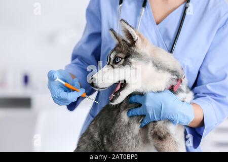 Veterinario microchipping cute cucciolo in clinica Foto Stock