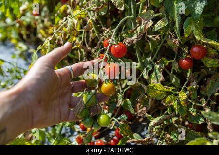 heirloom organico pianta di pomodoro di ciliegia, colpo vicino in su della mano dell'agricoltore che tiene un gruppo di rosso maturo e verde acerbo piccoli frutti di pomodori di formato mini Foto Stock