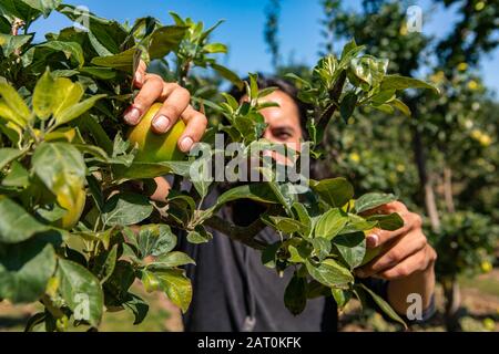 un uomo caucasico dietro l'albero di mele si ramifica e lascia raccogliere frutta di mele verdi mature, fuoco selettivo e primo piano sulla sua mano Foto Stock