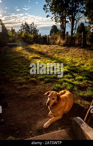 Cane amichevole in attesa del suo padrone fuori la porta di una cabina nella foresta in una brillante e luminosa giornata di sole. Foto Stock