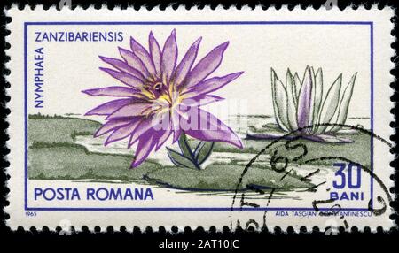 Capo Blu ninfea bianca (Nymphaea capensis) Foto Stock