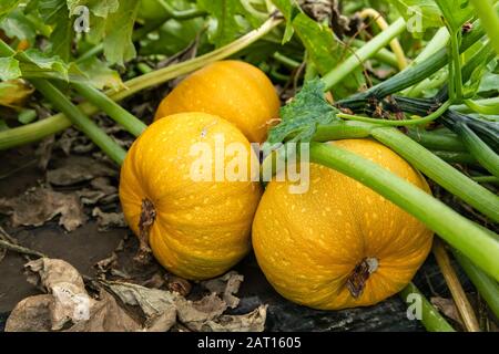 unripstature organico heirloom giallo zucche frutta e steli su fogli di plastica nera macinato primo piano, verdure crescenti campo aperto, agricoltura fattoria Foto Stock