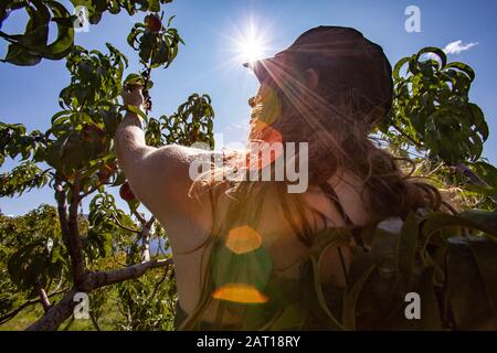 vista posteriore di una donna caucasica tra rami di albero e foglie raccogliere frutti di pesca, con il sole splende nel cielo durante una calda giornata estiva soleggiata Foto Stock