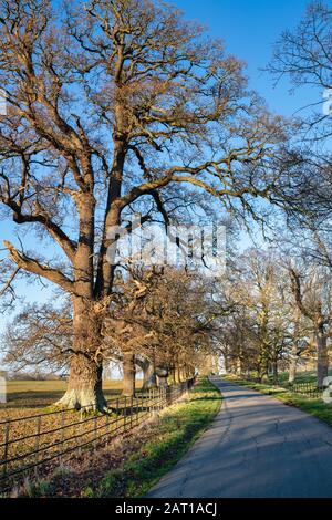 Alberi invernali alla luce del sole del pomeriggio vicino a Stanway, Cotswolds, Gloucestershire, Inghilterra Foto Stock