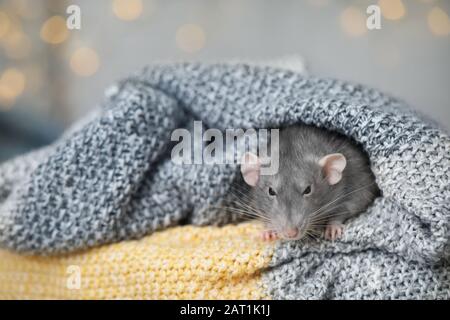 Cute ratto seduto in plaid Foto Stock