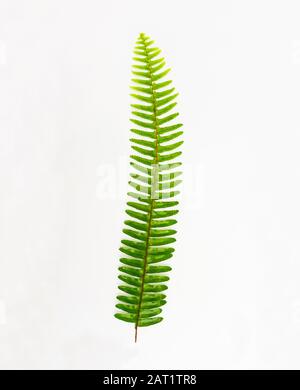 Foglia Fern, fogliame ornamentario, Fern isolato su sfondo bianco, con tracciato di ritaglio Foto Stock