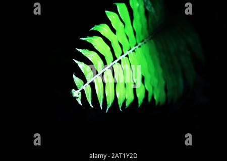 Pattern di felci naturale. Il fern verde tropicale lascia lo sfondo. Primo piano. Foto Stock