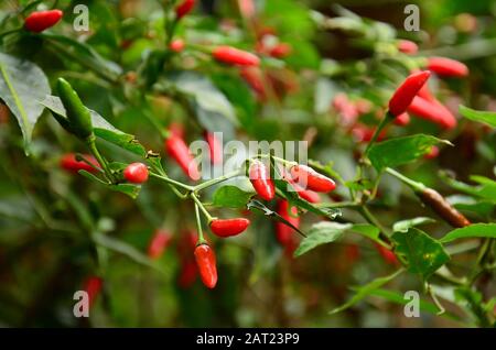 Birds Eye Chili pianta con i suoi peperoncini maturi in verde fresco e rosso. America del Sud Foto Stock